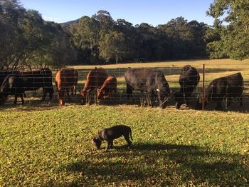 Blackwattle Farm B&B And Farm Stay - Accommodation 4U 13
