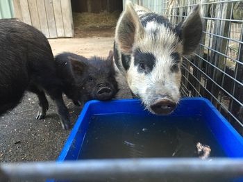 Blackwattle Farm B&B And Farm Stay - Accommodation 4U 14