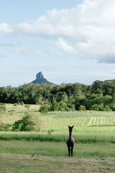 Blackwattle Farm B&B And Farm Stay - Accommodation 4U 38