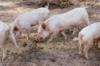 Blackwattle Farm B&B And Farm Stay - Accommodation 4U 40