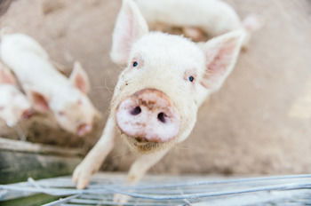 Blackwattle Farm B&B And Farm Stay - Accommodation 4U 41