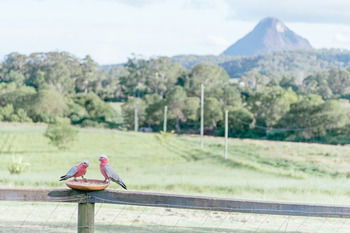 Blackwattle Farm B&B And Farm Stay - Accommodation 4U 42