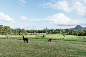 Blackwattle Farm B&B And Farm Stay - Accommodation 4U 43