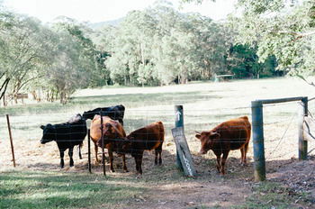 Blackwattle Farm B&B And Farm Stay - Accommodation 4U 44