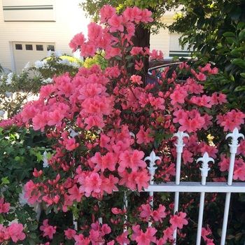North Ryde Guest House - Accommodation 4U 31