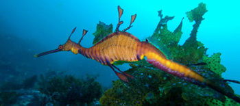 Bella Villas Of Jervis Bay - Accommodation 4U 12