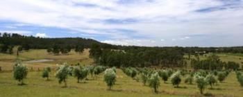 Hunter Homestead - Accommodation 4U 7