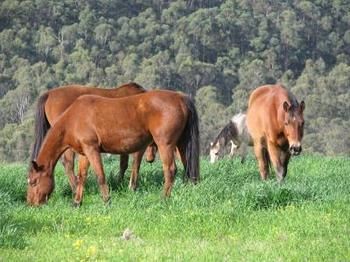 Hill Top Country Guest House - Accommodation 4U 2