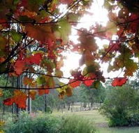 Elfin Hill Country Accommodation - Accommodation 4U