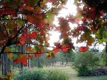 Elfin Hill Country Accommodation - Accommodation 4U 0