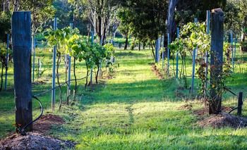 Elfin Hill Country Accommodation - Accommodation 4U 14
