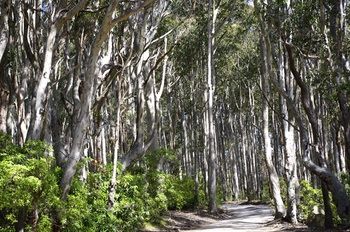 Bawley Bush Retreat And Cottages - Accommodation 4U 37