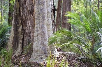Bawley Bush Retreat And Cottages - Accommodation 4U 38