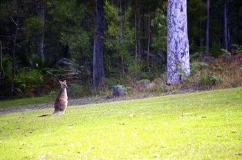 Bawley Bush Retreat And Cottages - Accommodation 4U 43