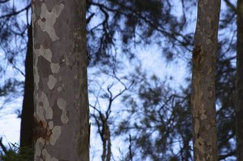 Bawley Bush Retreat And Cottages - Accommodation 4U 69