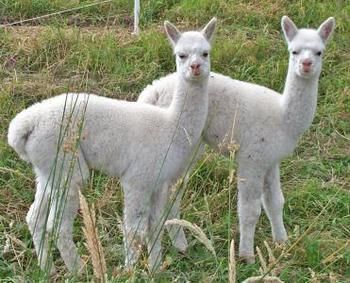 Valley Farm Vineyard Cottages - Accommodation 4U 2