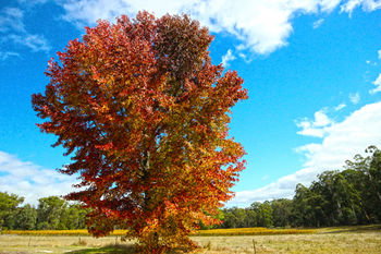 Valley Farm Vineyard Cottages - Accommodation 4U 6