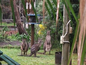 Jervis Bay Cabins - Accommodation 4U 6