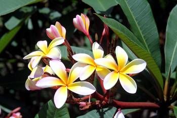 Phoenix Eumundi Bed & Breakfast - Accommodation 4U 13