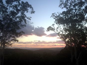 Phoenix Eumundi Bed & Breakfast - Accommodation 4U 14