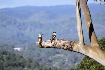 Phoenix Eumundi Bed & Breakfast - Accommodation 4U 18