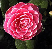 Cloverlea Gardens Bed and Breakfast - Accommodation 4U
