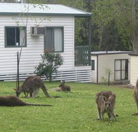 Halls Gap Caravan Park - Accommodation 4U