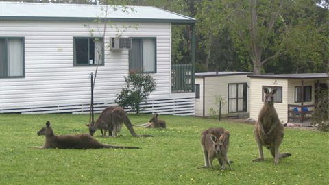 Halls Gap Caravan Park - Accommodation 4U 0