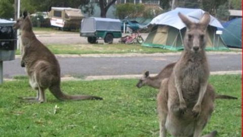 Halls Gap Caravan Park - Accommodation 4U 4