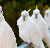 Aireys Inlet Getaway Resort - Accommodation 4U