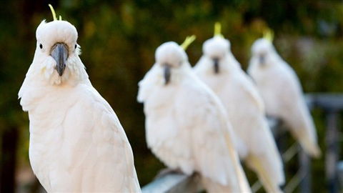 Aireys Inlet Getaway Resort - Accommodation 4U 0