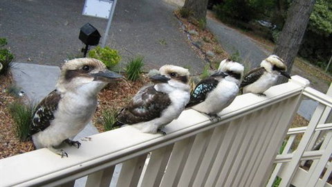 Around About Lorne Studios Or B&B - Accommodation 4U 2