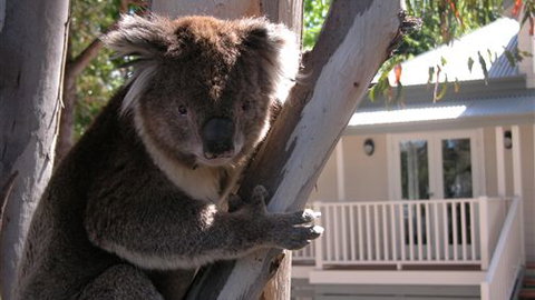 Around About Lorne Studios Or B&B - Accommodation 4U 1