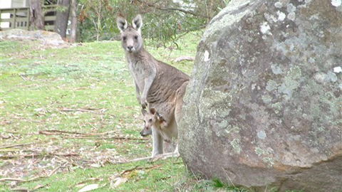 Halls Gap Hideaway - Accommodation 4U 3