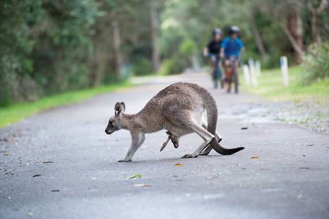 Myall Shores Holiday Park - Accommodation 4U 11