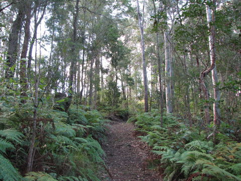 Maleny Country Cottages - Accommodation 4U 1