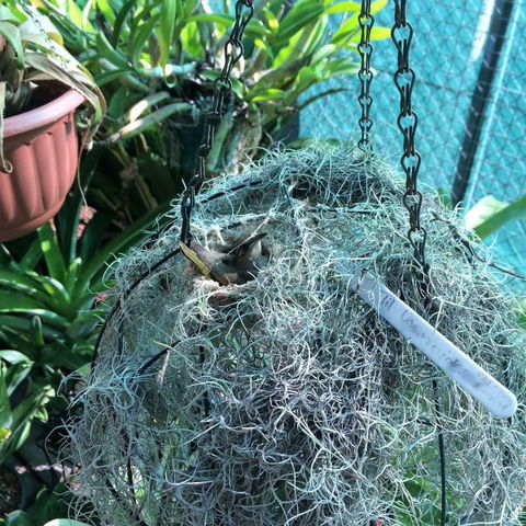 Bromeliad Bed And Breakfast - Accommodation 4U 13