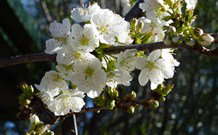 Coolah Caravan Park - Accommodation 4U 0