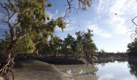 Darling River Campground - Accommodation 4U 1