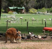 Diamond Forest Cottages and Farm Stay - Accommodation 4U