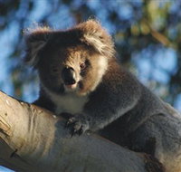 Bimbi Park Camping Under Koalas - Accommodation 4U