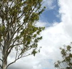 Glen Villa Resort and Tourist Park Casino - Accommodation 4U