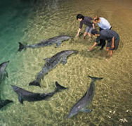 Tangalooma Wild Dolphin Resort - Accommodation 4U