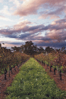 Lamonts Winery Restaurant  Gallery - Accommodation 4U