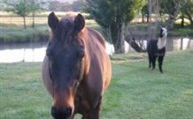 Reynella Kosciusko Rides Accommodation - Accommodation 4U 0
