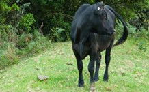 Yarralong BnB And Farm Stay - Accommodation 4U 1