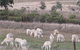 Glendalough Alpacas Bed And Breakfast - thumb 4