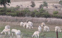 Glendalough Alpacas Bed And Breakfast - Accommodation 4U 4
