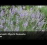 Lavender Majestic - Accommodation 4U