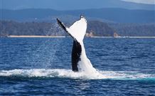 Snug Cove Bed And Breakfast - Accommodation 4U 0